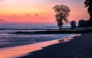 Preview wallpaper beach, coast, tree, dusk, dark