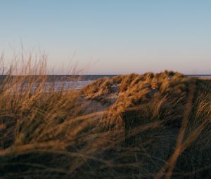 Preview wallpaper beach, grass, sea, water, landscape