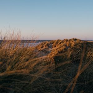 Preview wallpaper beach, grass, sea, water, landscape