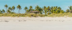 Preview wallpaper beach, ocean, palm trees, tropics, shore