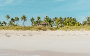 Preview wallpaper beach, ocean, palm trees, tropics, shore