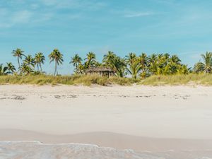 Preview wallpaper beach, ocean, palm trees, tropics, shore