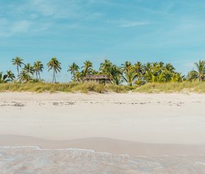 Preview wallpaper beach, ocean, palm trees, tropics, shore