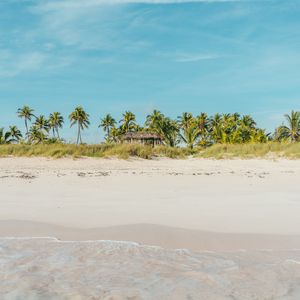 Preview wallpaper beach, ocean, palm trees, tropics, shore