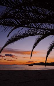 Preview wallpaper beach, palm, branches, dark, nature