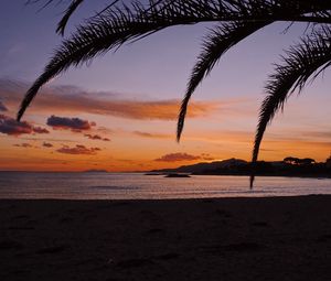 Preview wallpaper beach, palm, branches, dark, nature