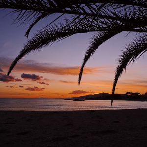 Preview wallpaper beach, palm, branches, dark, nature