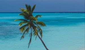 Preview wallpaper beach, palm, rest
