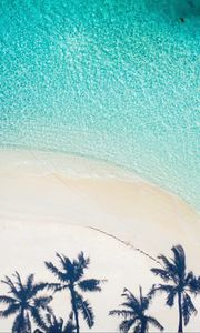 Preview wallpaper beach, palm trees, aerial view, shadow, sand, water