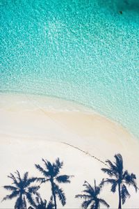 Preview wallpaper beach, palm trees, aerial view, shadow, sand, water