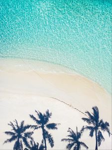 Preview wallpaper beach, palm trees, aerial view, shadow, sand, water