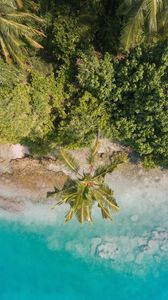 Preview wallpaper beach, palm trees, aerial view, vegetation, tropics