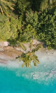 Preview wallpaper beach, palm trees, aerial view, vegetation, tropics