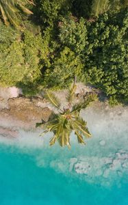 Preview wallpaper beach, palm trees, aerial view, vegetation, tropics