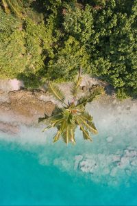 Preview wallpaper beach, palm trees, aerial view, vegetation, tropics