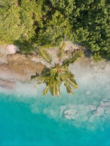 Preview wallpaper beach, palm trees, aerial view, vegetation, tropics