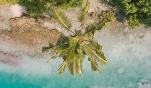 Preview wallpaper beach, palm trees, aerial view, vegetation, tropics