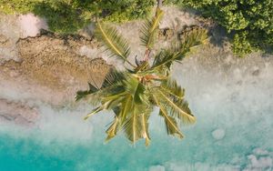 Preview wallpaper beach, palm trees, aerial view, vegetation, tropics