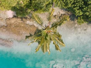 Preview wallpaper beach, palm trees, aerial view, vegetation, tropics