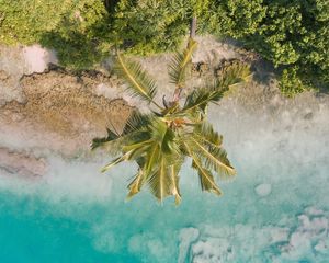 Preview wallpaper beach, palm trees, aerial view, vegetation, tropics