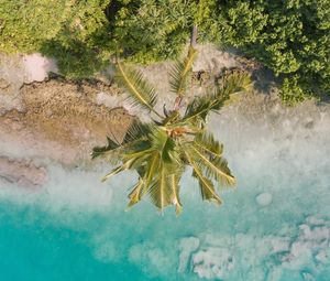 Preview wallpaper beach, palm trees, aerial view, vegetation, tropics