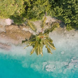 Preview wallpaper beach, palm trees, aerial view, vegetation, tropics