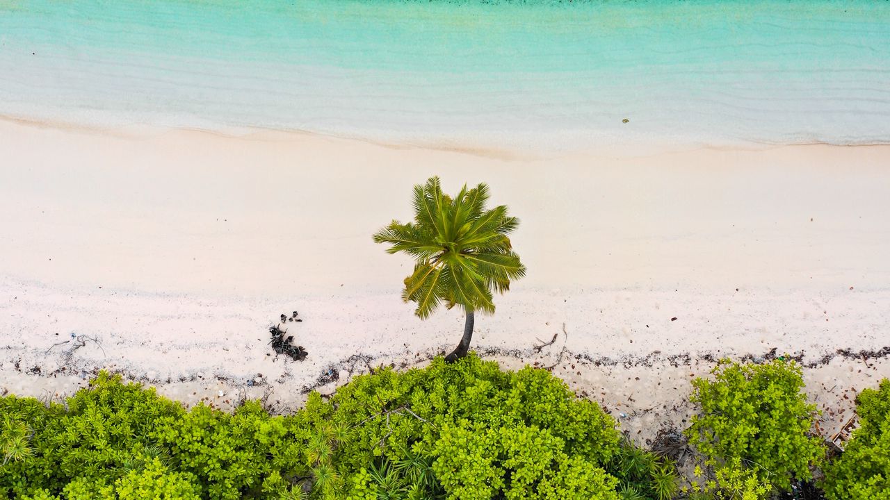 Wallpaper beach, palm trees, aerial view, sea, sand