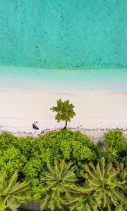 Preview wallpaper beach, palm trees, aerial view, sea, sand