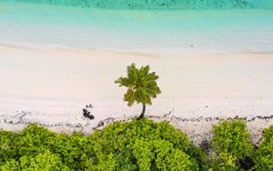 Preview wallpaper beach, palm trees, aerial view, sea, sand