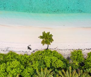 Preview wallpaper beach, palm trees, aerial view, sea, sand