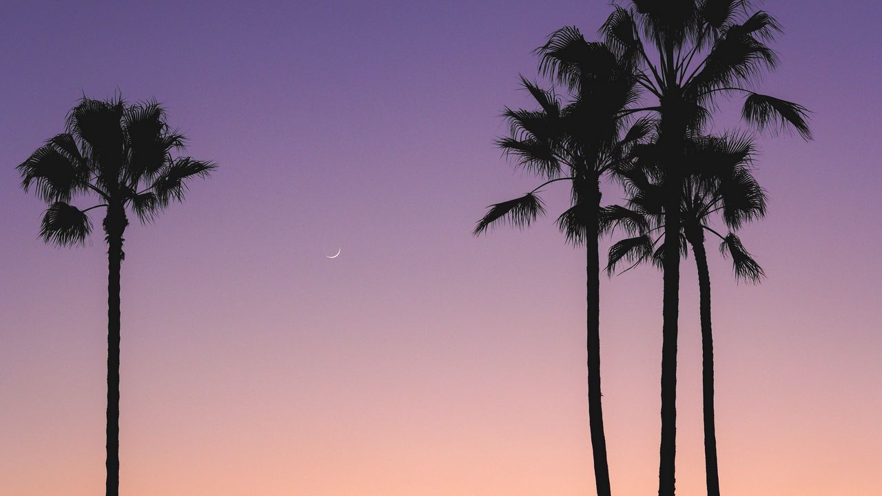 Wallpaper beach, palm trees, dusk, tropics, evening