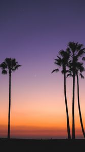 Preview wallpaper beach, palm trees, dusk, tropics, evening