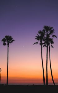Preview wallpaper beach, palm trees, dusk, tropics, evening