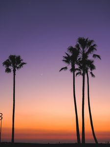 Preview wallpaper beach, palm trees, dusk, tropics, evening