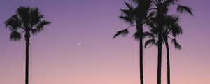 Preview wallpaper beach, palm trees, dusk, tropics, evening