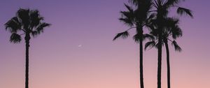 Preview wallpaper beach, palm trees, dusk, tropics, evening