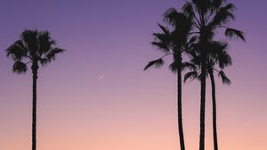 Preview wallpaper beach, palm trees, dusk, tropics, evening