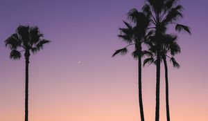 Preview wallpaper beach, palm trees, dusk, tropics, evening