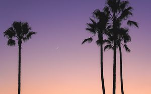 Preview wallpaper beach, palm trees, dusk, tropics, evening