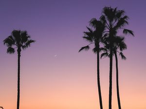 Preview wallpaper beach, palm trees, dusk, tropics, evening