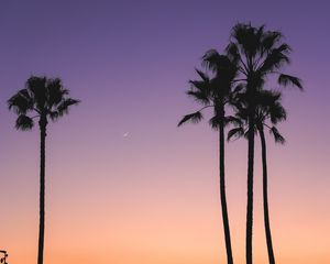 Preview wallpaper beach, palm trees, dusk, tropics, evening