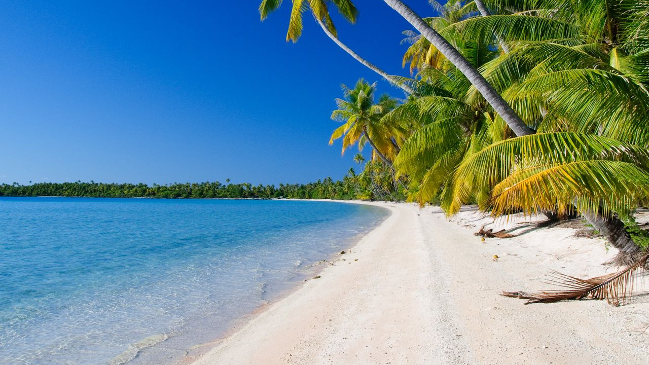 Wallpaper beach, palm trees, ocean, coast, tropics