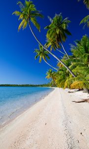 Preview wallpaper beach, palm trees, ocean, coast, tropics