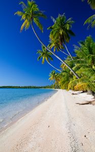 Preview wallpaper beach, palm trees, ocean, coast, tropics