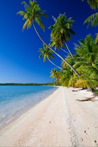 Preview wallpaper beach, palm trees, ocean, coast, tropics