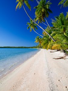 Preview wallpaper beach, palm trees, ocean, coast, tropics