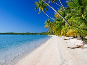 Preview wallpaper beach, palm trees, ocean, coast, tropics