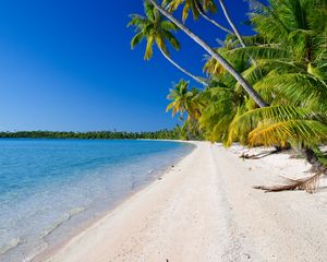 Preview wallpaper beach, palm trees, ocean, coast, tropics