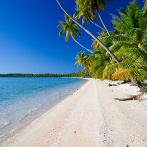 Preview wallpaper beach, palm trees, ocean, coast, tropics