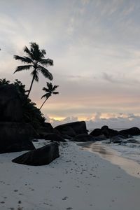 Preview wallpaper beach, palm trees, rocks, sea, twilight